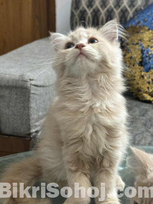 PURE PERSIAN SEMI ADULT MALE AND FEMALE